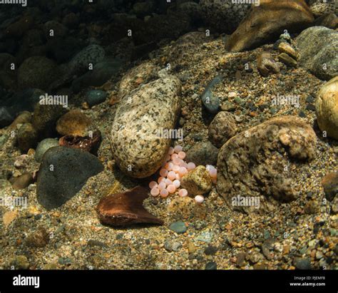 Oncorhynchus Gorbuscha Nest Hi Res Stock Photography And Images Alamy