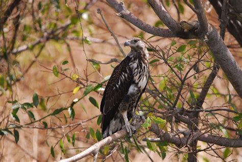 Juvenile African Fish Eagle | Marie-France Grenouillet – Wildlife ...