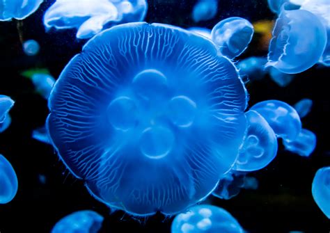 Le meduse diventano un'attrazione alla biblioteca Univali di Itajaí - Univali