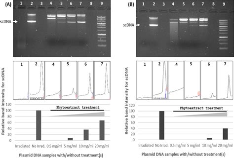 Dna Damage Prevention Activity Of N Arbor Tristis Extracts H2o2 And