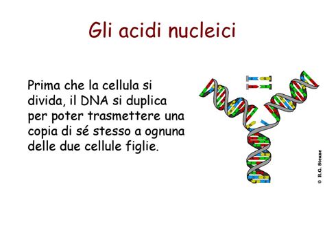 La Fabbrica Delle Proteine Ppt Scaricare