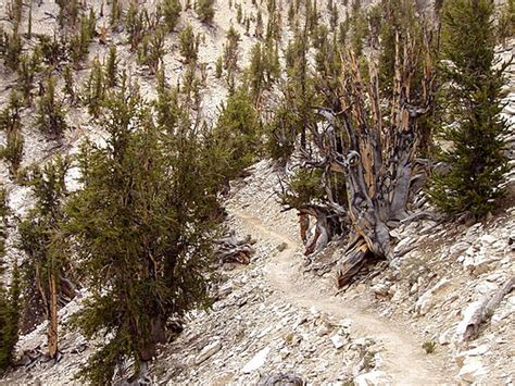 Methuselah (pine tree) - Wikipedia