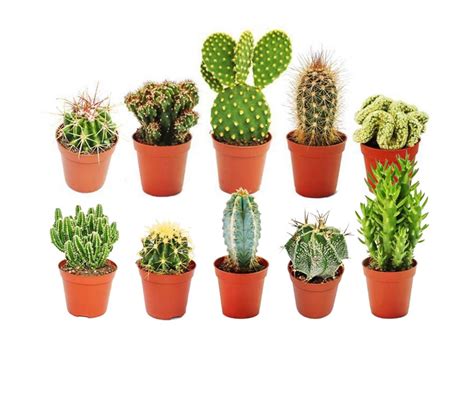 CACTUS DIFFERENTES VARIETES CACHE POT