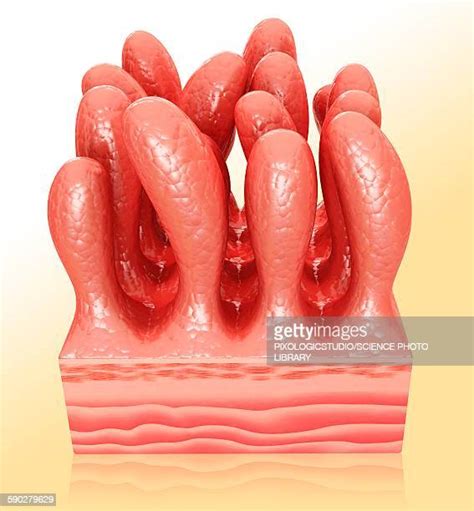 Intestinal Wall Photos And Premium High Res Pictures Getty Images