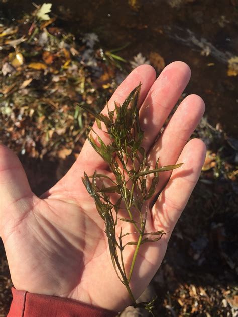 Grass Leaved Pondweed Adirondack Research Guidebook Inaturalist