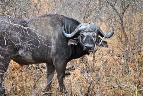 Traveling for the Sole: The Animals of Kruger National Park