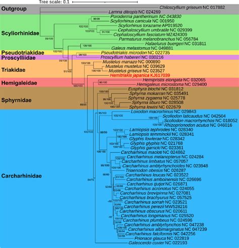 Phylogenetic tree of Carcharhiniformes species was performed using ...