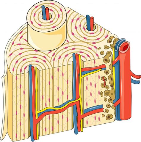 Lamella Anatomy - Anatomy Book