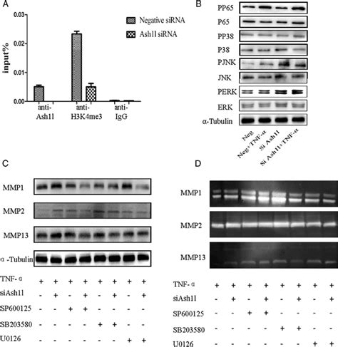 Ash L Mediated Mmp Expression And Activity Through The Mapk Pathway