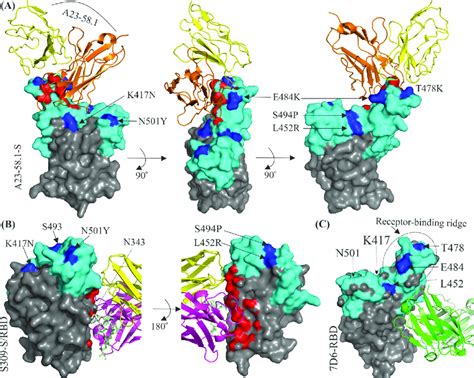 Structural Analysis Of Bnabs Binding To The Rbd The Epitope Surface Of