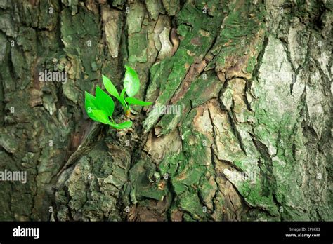 Tronc d arbre éclaté Banque de photographies et dimages à haute