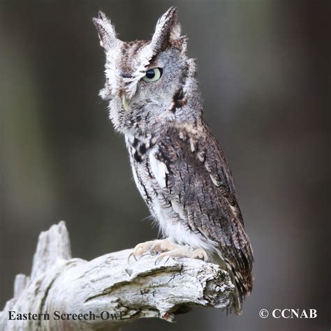 Eastern Screech-Owl (Megascops asio) - EASO