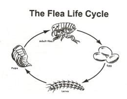 Flea Life Cycle - Learn About the Four-stage Life Cycle of Fleas ...