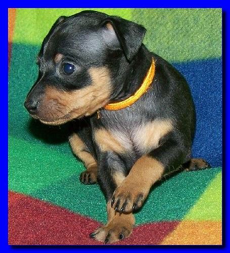 Mini Doberman Pinscher Puppies | [#] Lunawsome