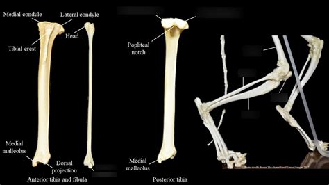 Cat Tibia And Fibula Diagram Quizlet