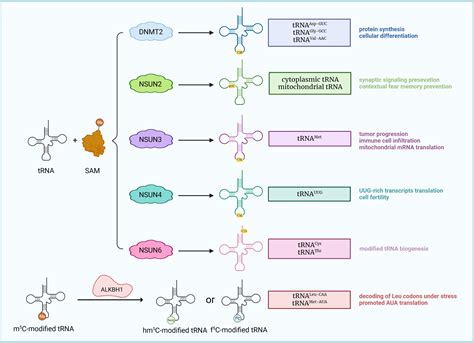 Frontiers Vital Roles Of M C Rna Modification In Cancer And Immune