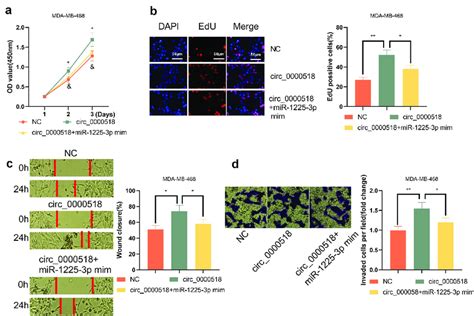 Mir P Reverses The Effect Of Circ On Mda Mb Cells