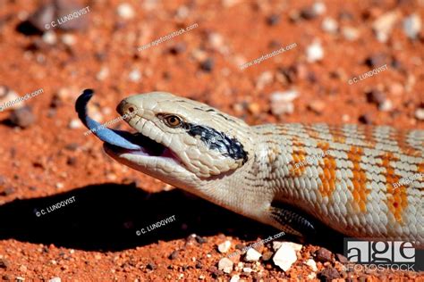 Eastern Blue Tongued Lizard Tiliqua Scincoides Poking Tongue Out As A Threatening Gesture