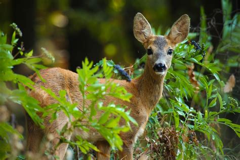 Biodiversité et si vous achetiez une forêt