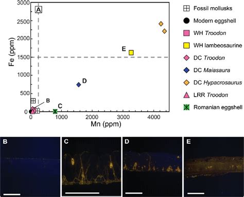 Bulk Trace Metal Concentrations In Eggshells And Mollusks With Cl Download Scientific Diagram