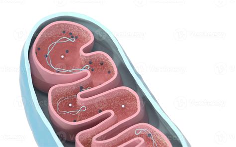 Cross Section View Of Mitochondria Medical Info Graphics On White