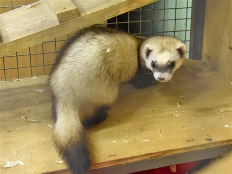 Mustela eversmanii / Steppe polecat in Yekaterinburg Zoo