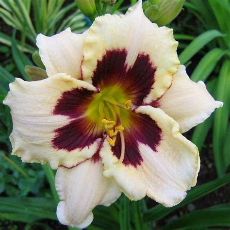 Hemerocallis Moonlight Masquerade Hemerocalle Pot 1 L Truffaut