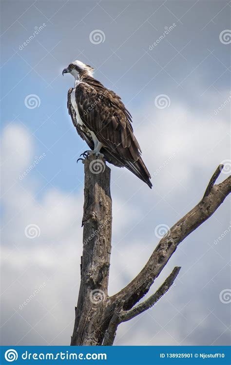 Osprey on Roost at Lake Apopka Wildlife Drive, Florida Stock Image ...