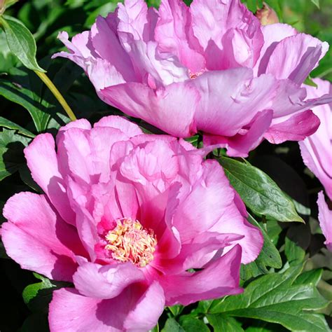 Itoh Peony First Arrival Plants Bulbs Seeds At Lowes