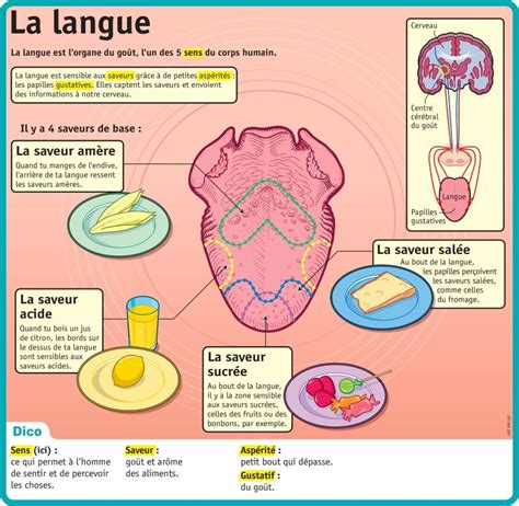 Anatomie Et Physiologie Apprenti Inf Artofit