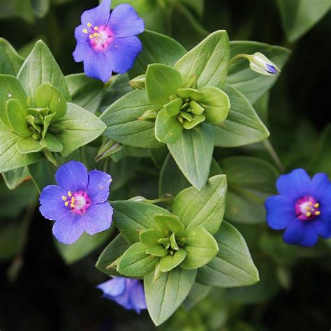 100pcs Blue Pimpernel Seeds Anagallis Monelli For Planting