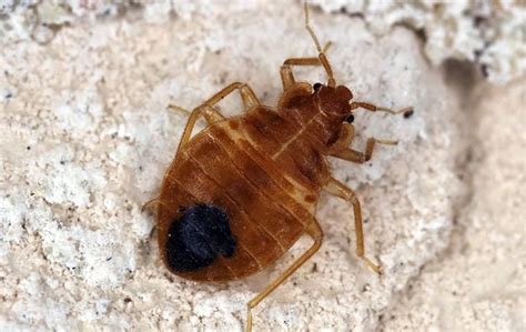 How To Tell If You Have Bed Bugs In Your Florida Home