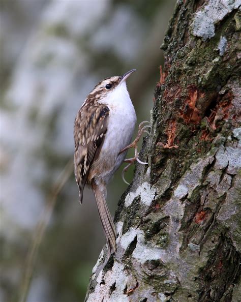 Eurasian Treecreeper By Mary Wilde Birdguides