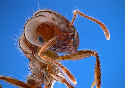 Formica Di Fuoco In Sicilia La Colonia Europea Della Specie Invasiva