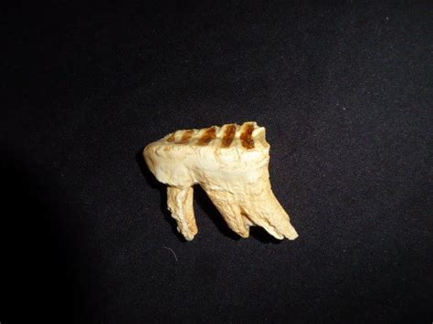 African-Elephant Upper Right Molar - SkeletonsAndSkulls