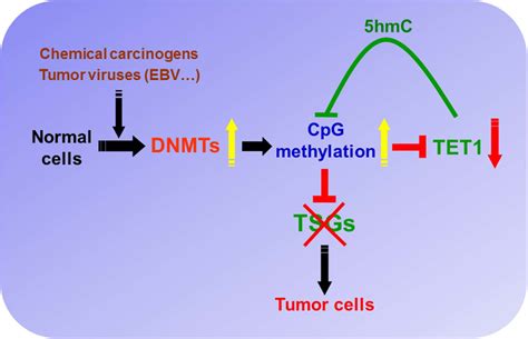 Proposed Model Of A DNA Methylation Feedback Loop Mediated By DNMTs CpG