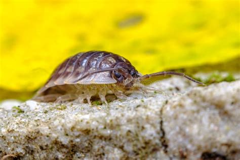 Pill Bug Armadillidiidae Stock Image Image Of Animal 236169735