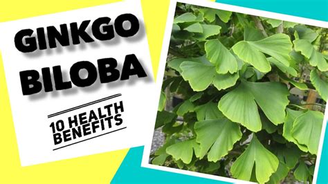 Health Benefits Of Ginkgo Herbal Medicine Youtube