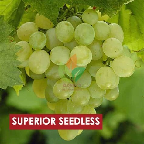 Jual Bibit Anggur Import Superior Seedless Agro Bibit Id