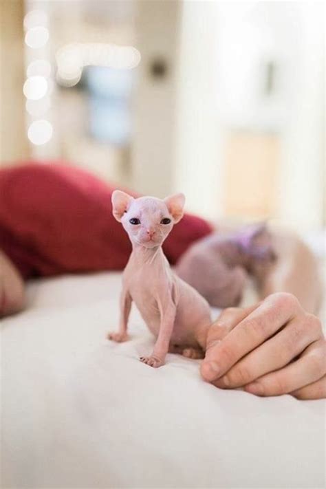 Tiny Pink Bingus In 2023 Cute Cats And Dogs Cute Hairless Cat