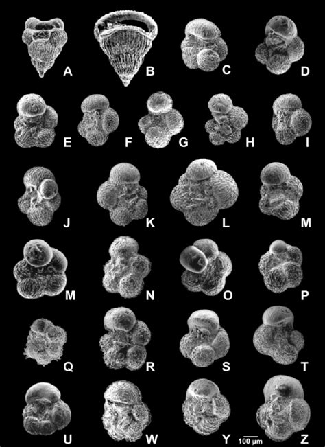 Foraminiferans Diagram