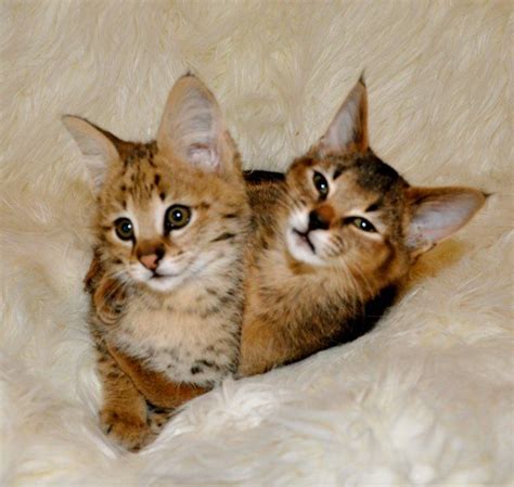 F1 Savannah Kitten 50 Serval 50 Domestic Breed With F1 Caracat