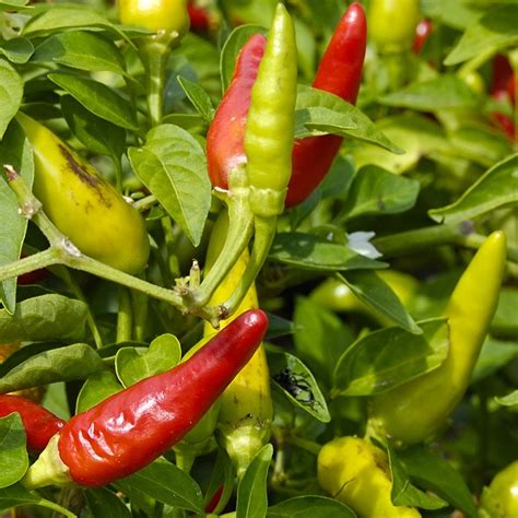 Chilli Pepper Seeds | Buy Online at Seeds of Plenty