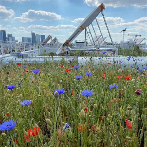 La Biodiversit Sur Les Toitures Et Terrasses Des Villes