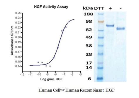 Human HGF Hepatocyte Growth Factor Protein Recombinant LSBio