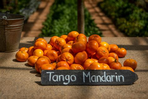 Orange Fruits · Free Stock Photo