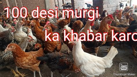 100 Desi Murgi Farm Desi Murgi Hen And Chicken Small Desi Murgi Farm