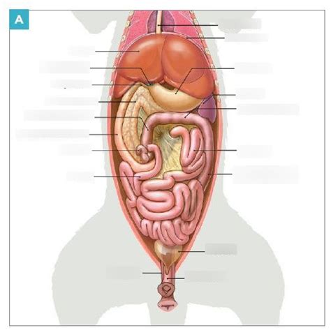 Abdominal Organ Anatomy Diagram Quizlet