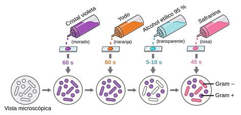 Reactivos utilizados en la tinción de Gram Labster