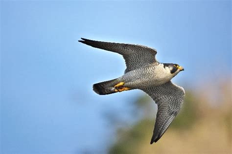 Peregrine Falcon